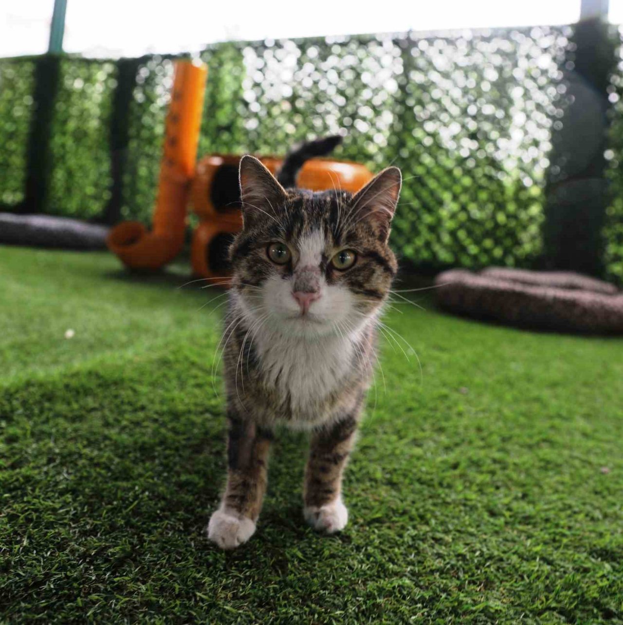 Başkan Çolakbayrakdar; ’Küçük Dostlar Kasabası’nı İnceledi