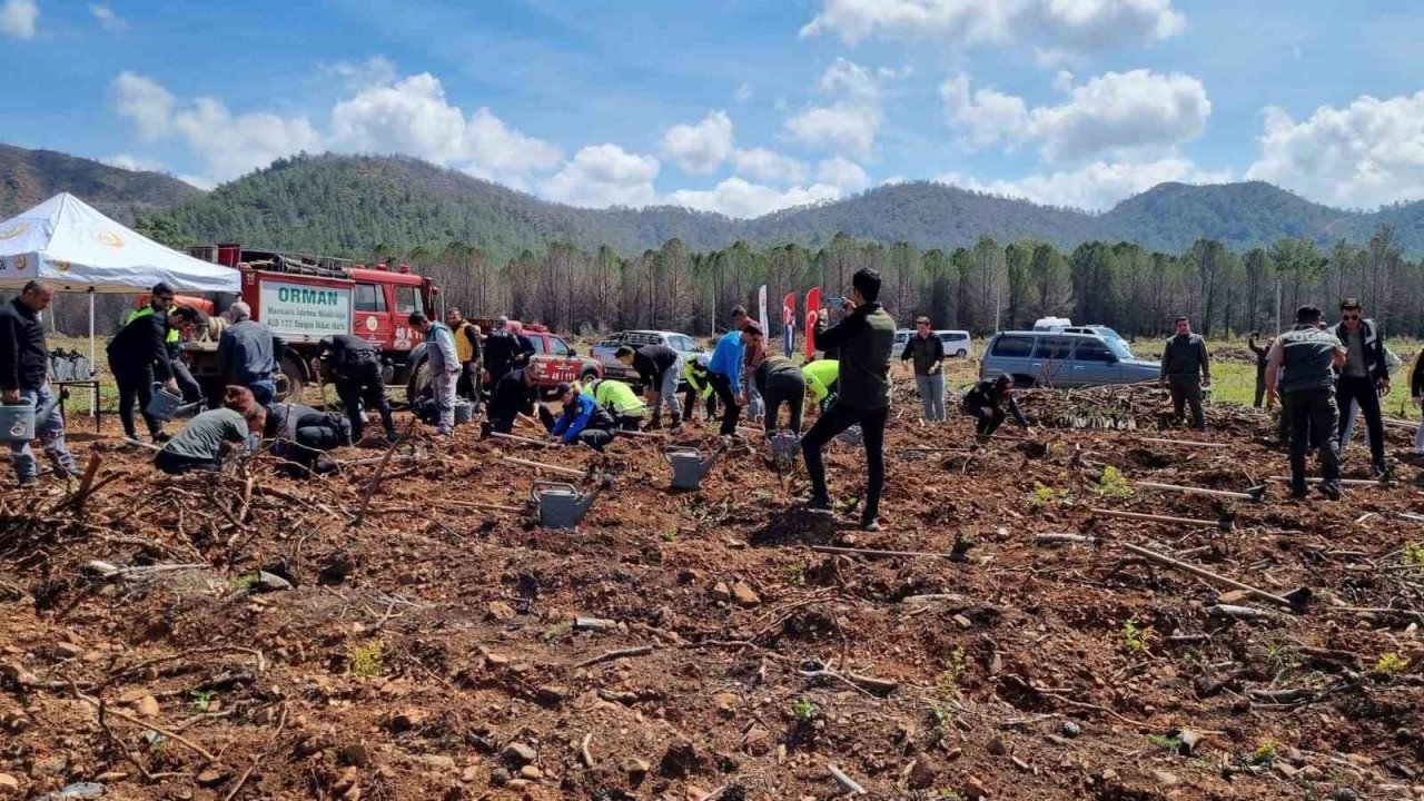 Polisler ve orman işletme yanan alanlarda fidan dikti