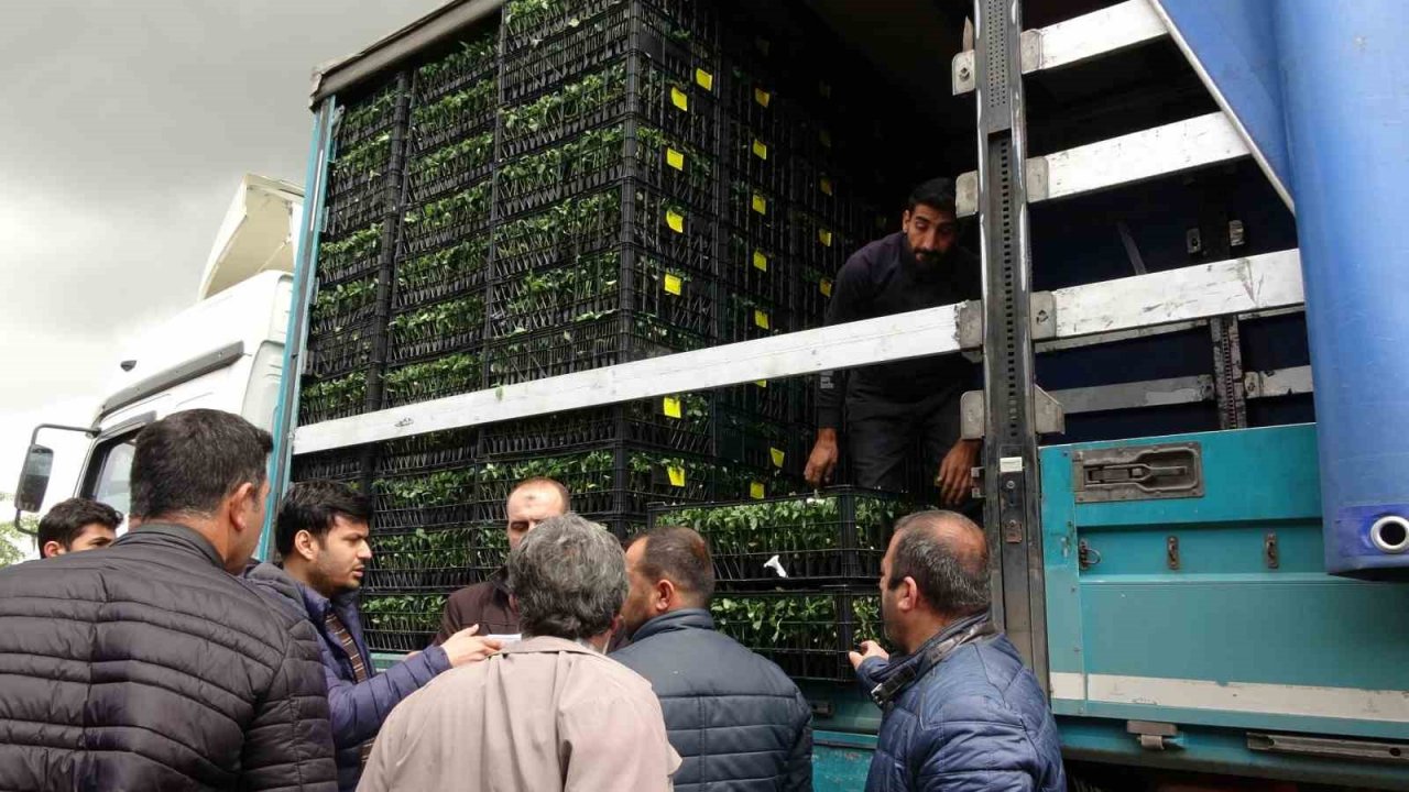 Devlet çiftçiye destek verdi, bağ bahçe sebze fidesiyle dolacak