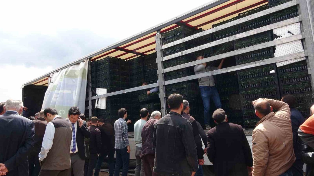Devlet çiftçiye destek verdi, bağ bahçe sebze fidesiyle dolacak