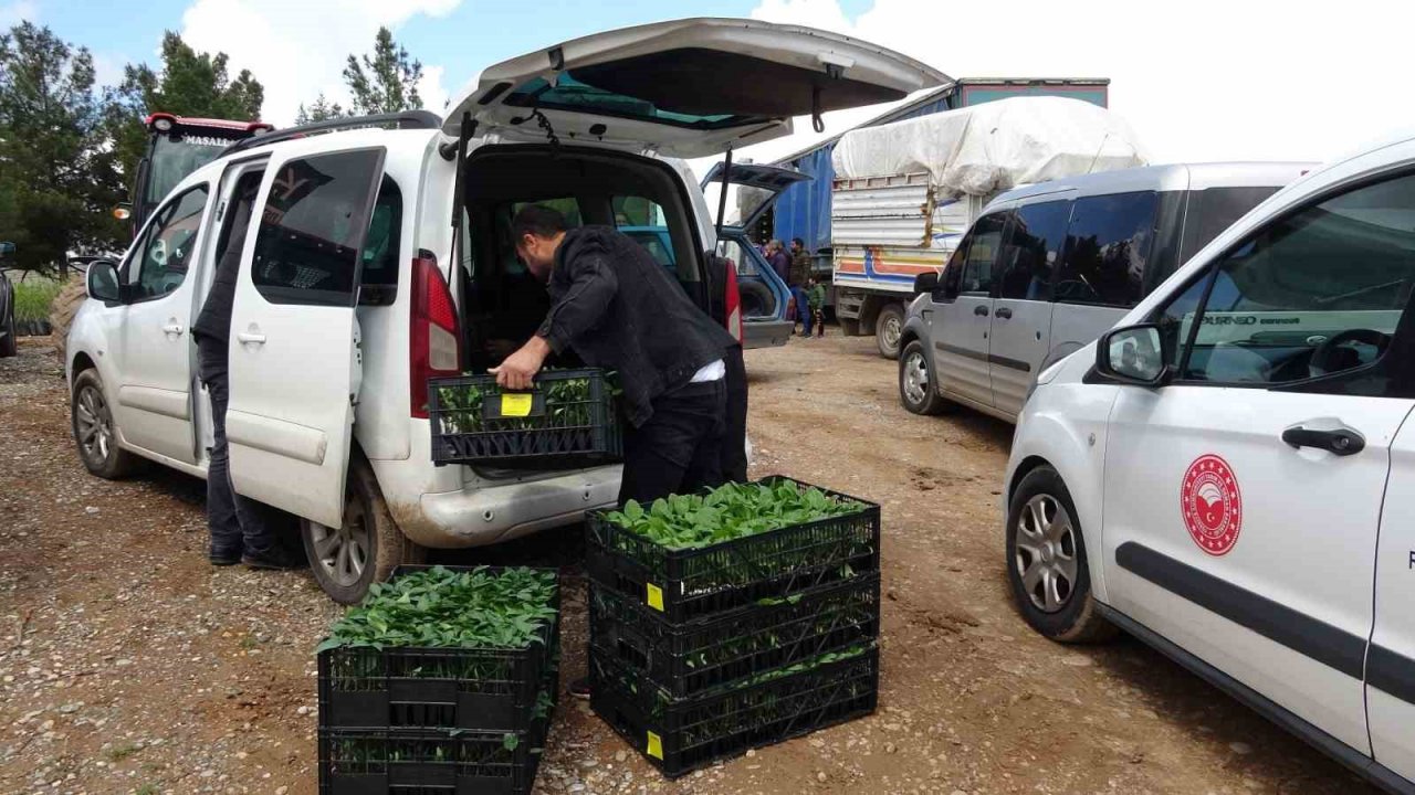 Devlet çiftçiye destek verdi, bağ bahçe sebze fidesiyle dolacak
