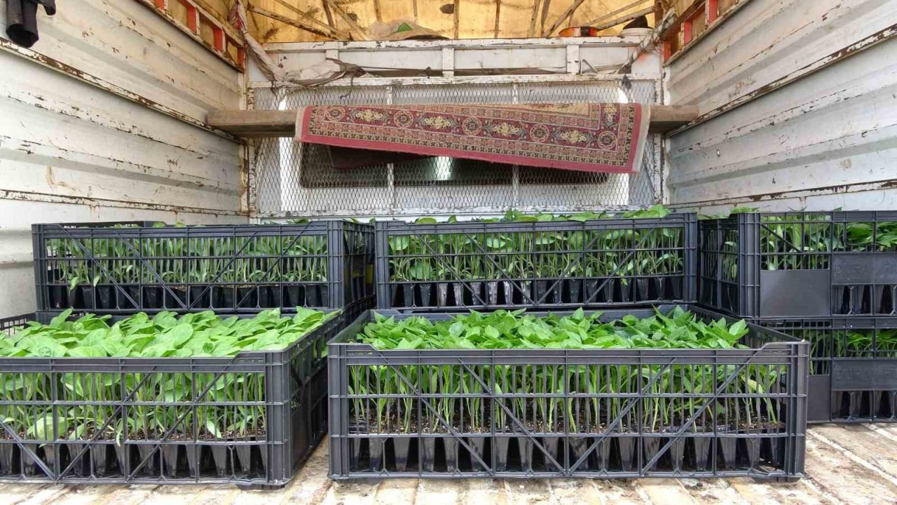 Devlet çiftçiye destek verdi, bağ bahçe sebze fidesiyle dolacak