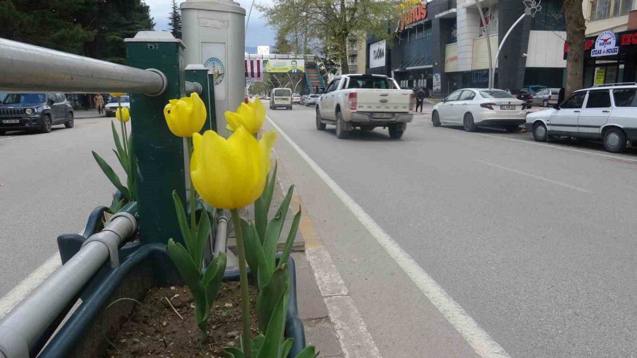 Caddeler laleler ile donatıldı, oluşan görsel şölen dikkat çekti