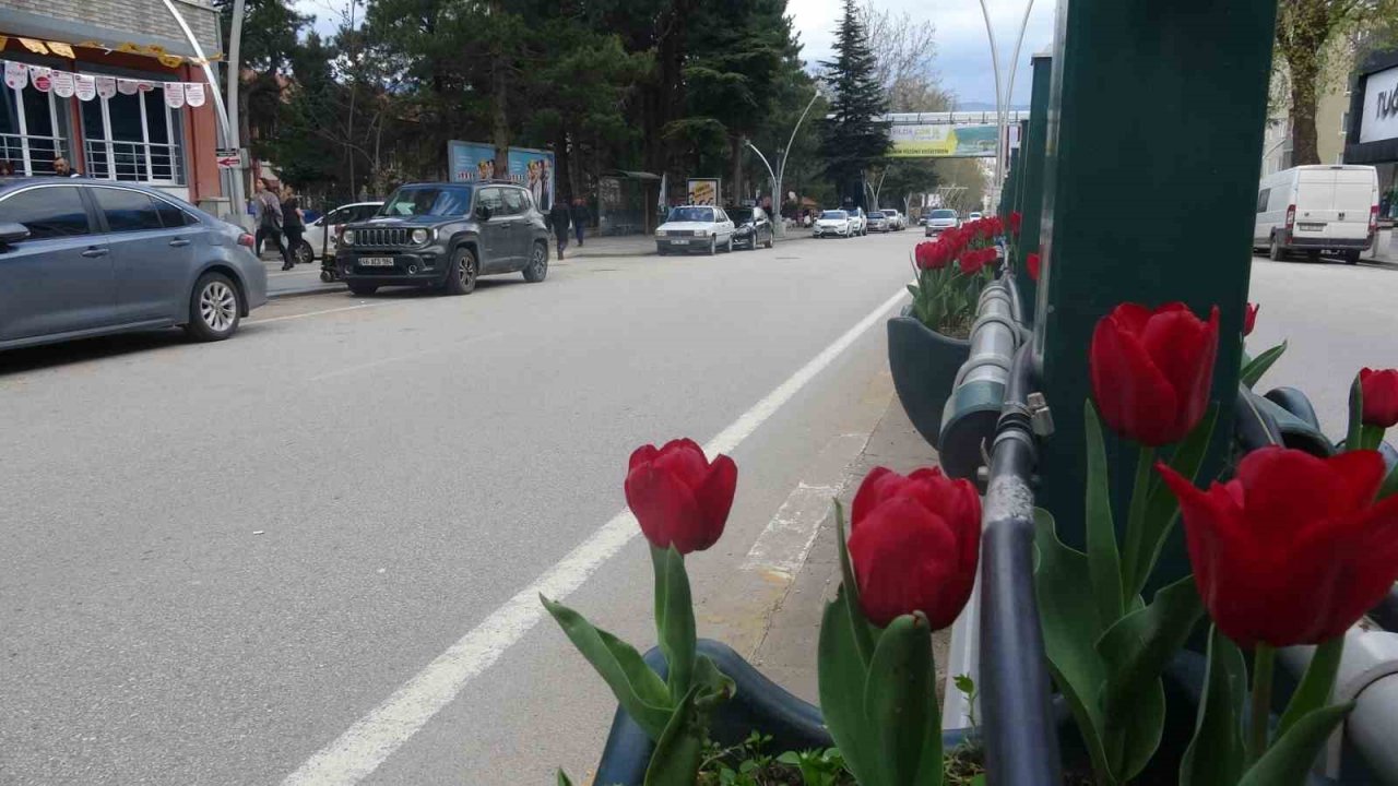 Caddeler laleler ile donatıldı, oluşan görsel şölen dikkat çekti