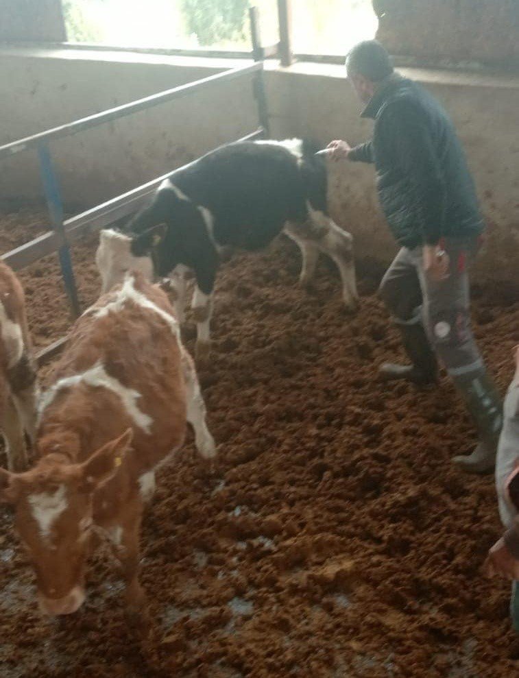 Didim’de şap hastalığı için aşılama çalışmaları devam ediyor