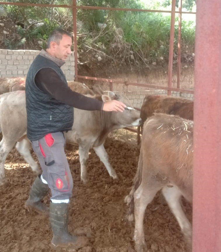 Didim’de şap hastalığı için aşılama çalışmaları devam ediyor