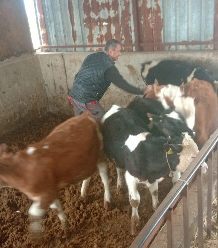 Didim’de şap hastalığı için aşılama çalışmaları devam ediyor