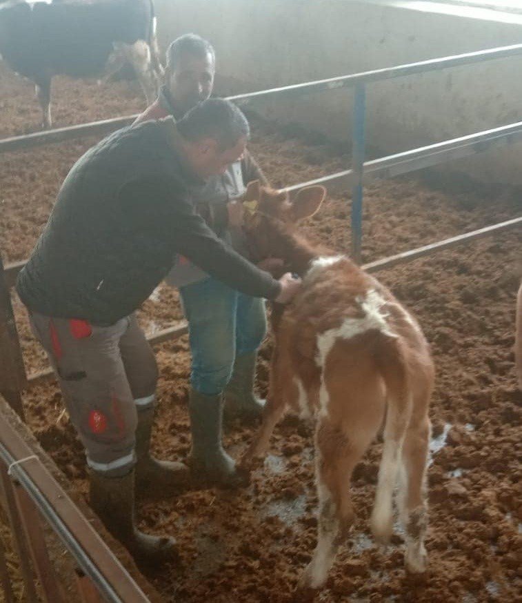 Didim’de şap hastalığı için aşılama çalışmaları devam ediyor