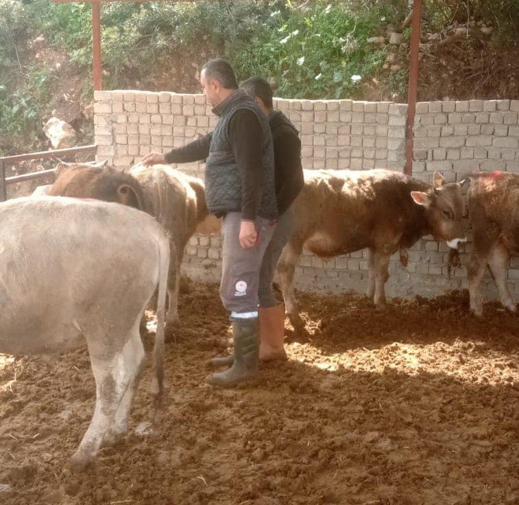 Didim’de şap hastalığı için aşılama çalışmaları devam ediyor