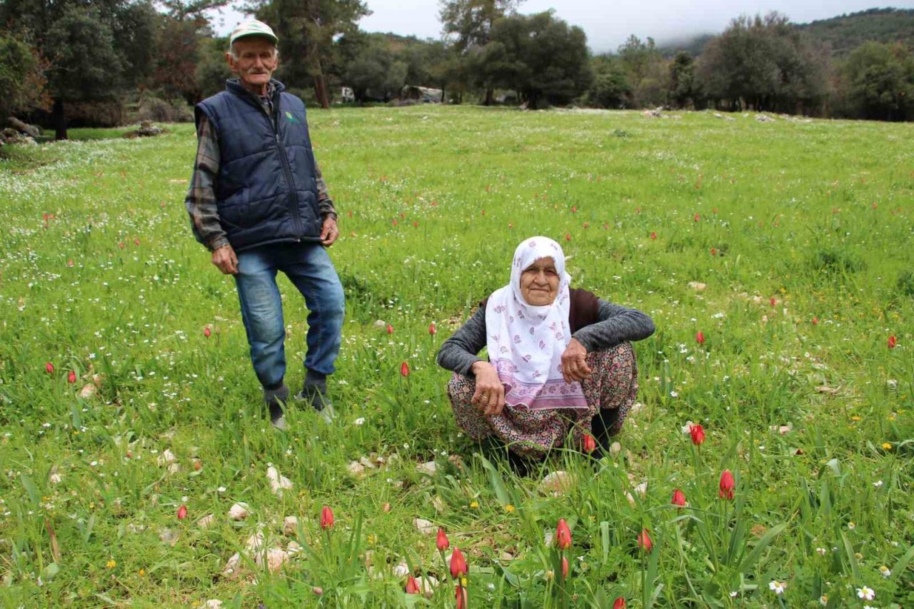 Antalya’da Osmanlı laleleri görsel şölen oluşturdu