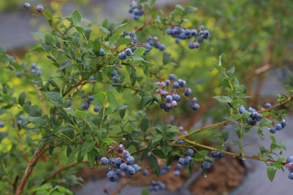Ordu’daki mavi yemiş alanları büyüyor