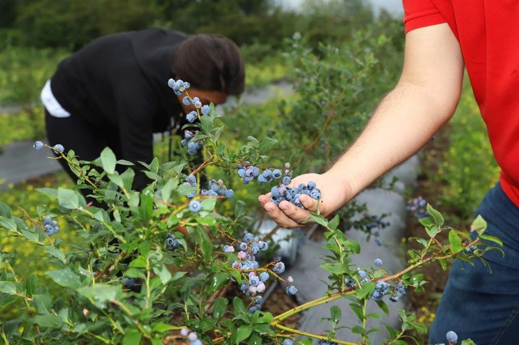 Ordu’daki mavi yemiş alanları büyüyor