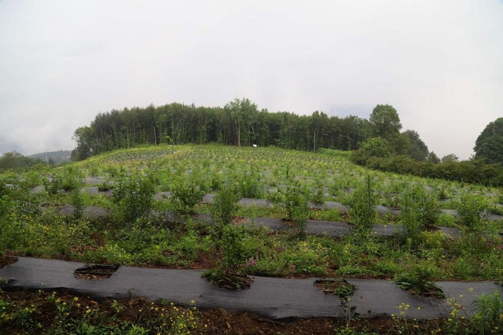 Ordu’daki mavi yemiş alanları büyüyor