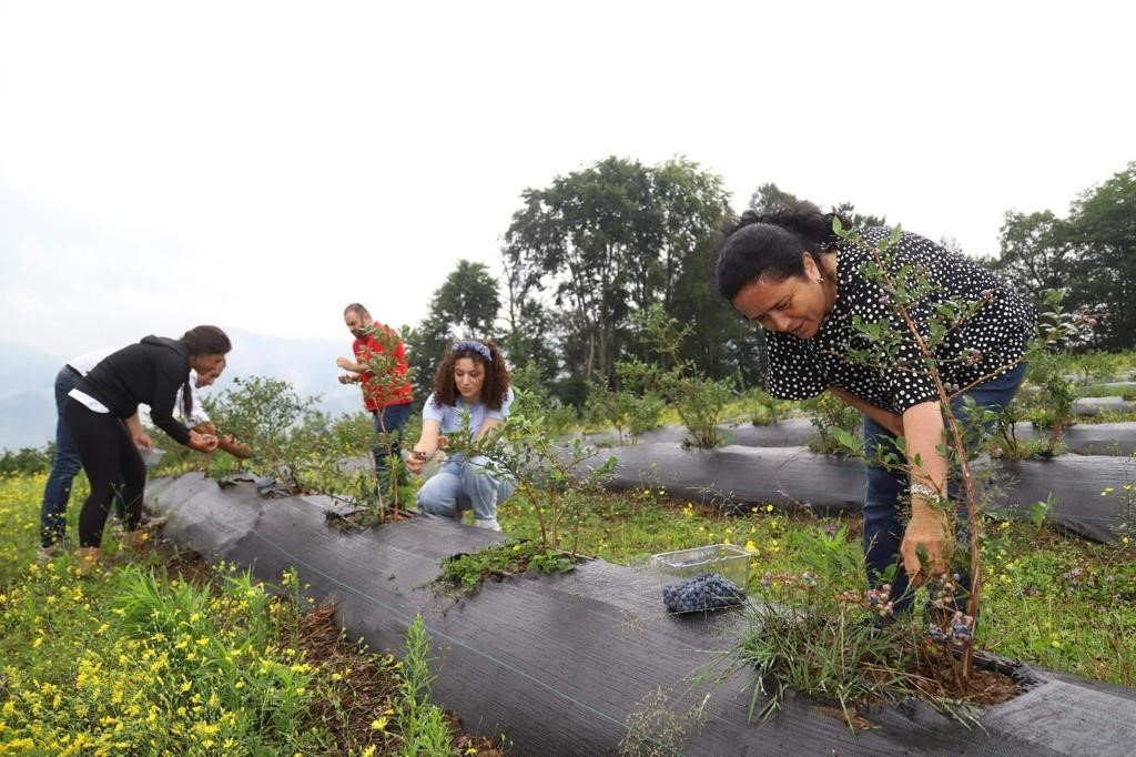 Ordu’daki mavi yemiş alanları büyüyor