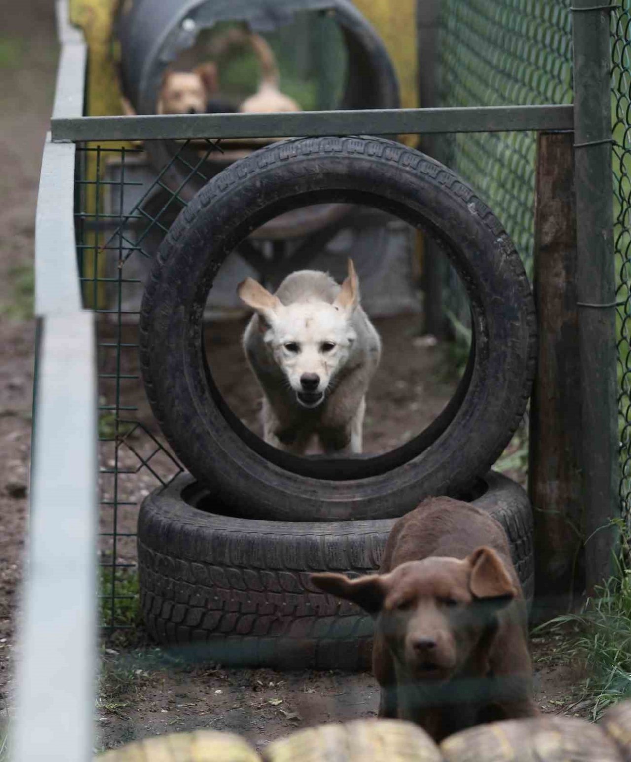 Depremin kahramanları...Böyle yetiştiriliyorlar