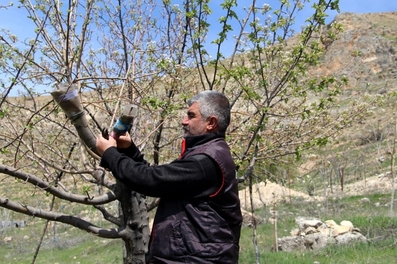 Doğa tutkunu Altan, 36 yıldır dağlardaki verimsiz ağaçları aşılayarak verimli hale getiriyor