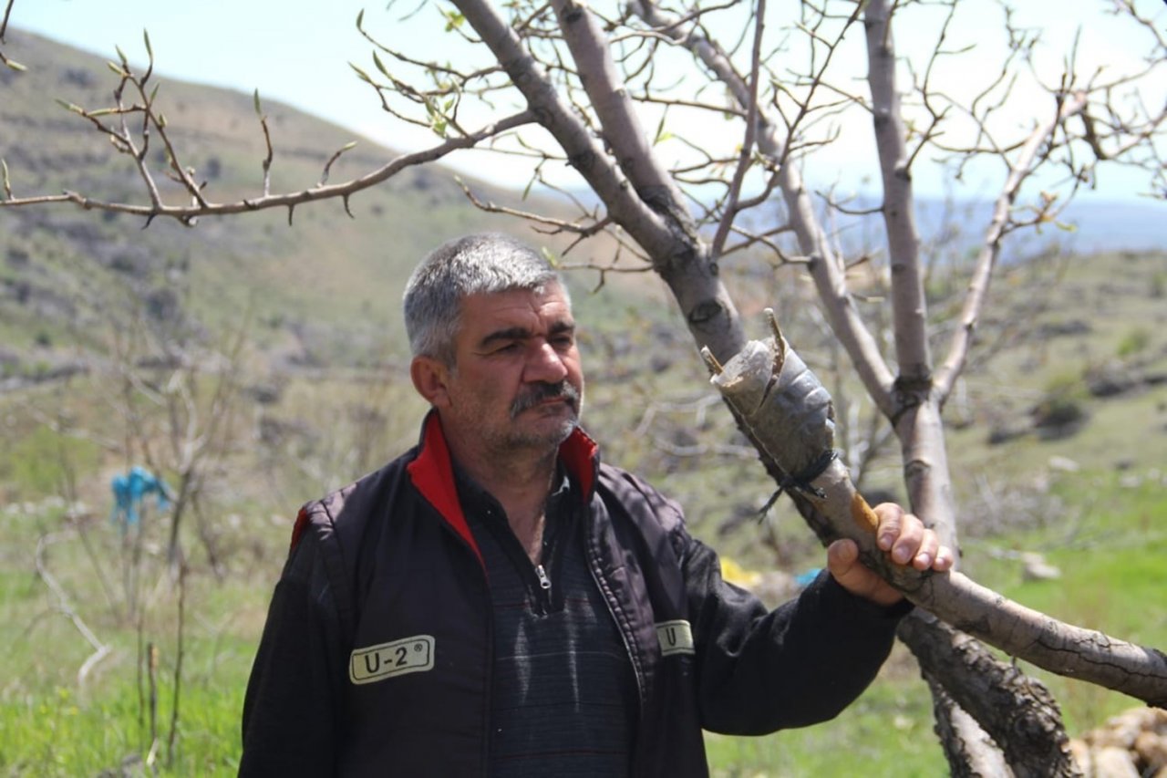 Doğa tutkunu Altan, 36 yıldır dağlardaki verimsiz ağaçları aşılayarak verimli hale getiriyor