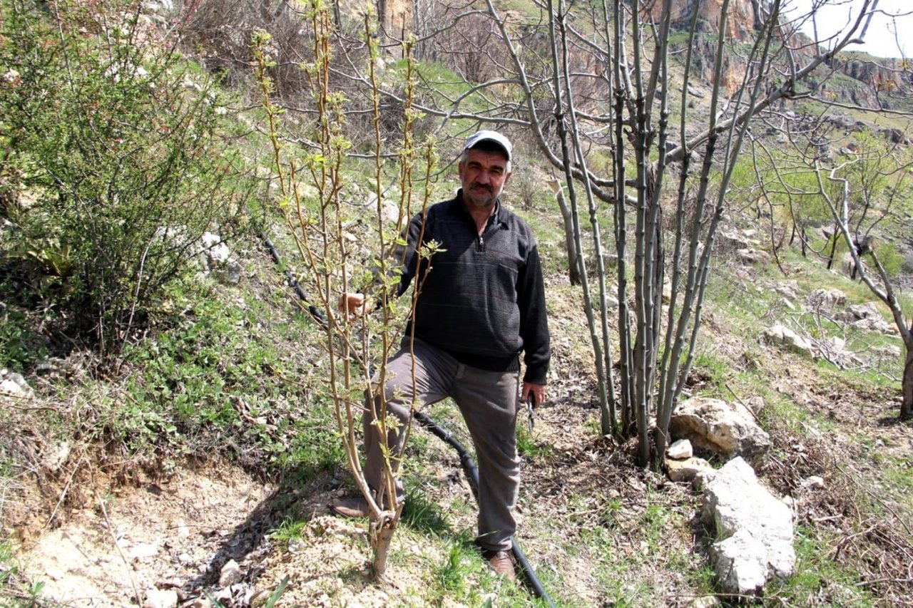 Doğa tutkunu Altan, 36 yıldır dağlardaki verimsiz ağaçları aşılayarak verimli hale getiriyor