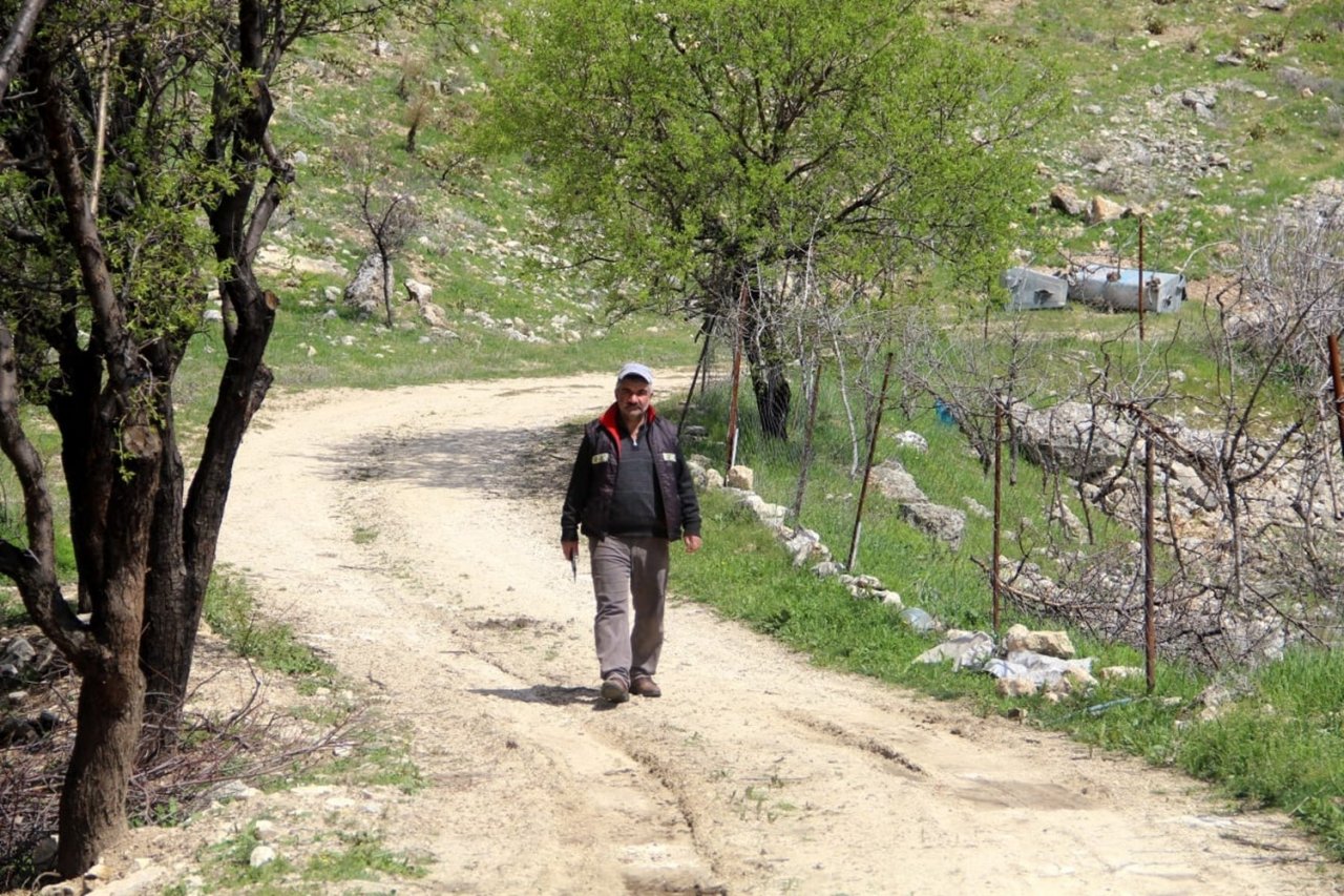 Doğa tutkunu Altan, 36 yıldır dağlardaki verimsiz ağaçları aşılayarak verimli hale getiriyor