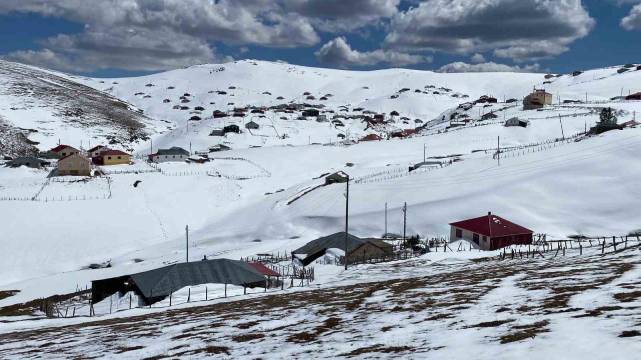 Dev ayı 4 aydır yaylada girilmedik ev bırakmadı