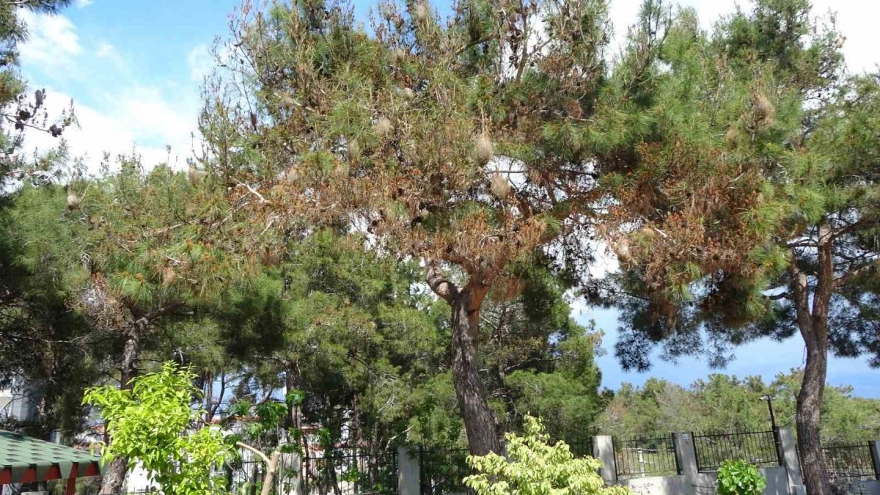 Ormanların kabusu çam kese böceğine karşı ‘Predatör’ hamlesi