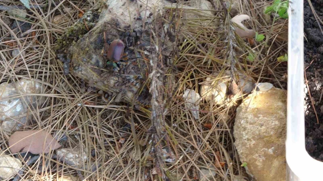 Ormanların kabusu çam kese böceğine karşı ‘Predatör’ hamlesi