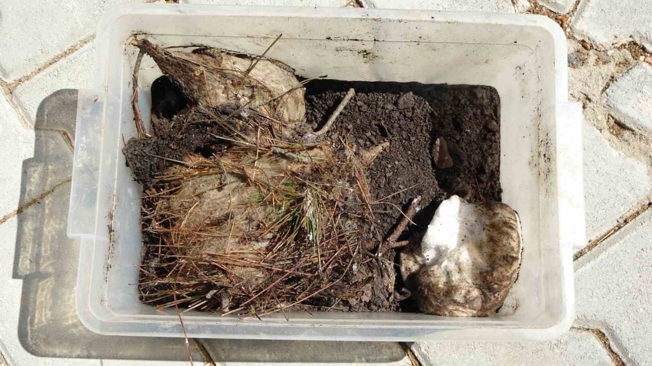 Ormanların kabusu çam kese böceğine karşı ‘Predatör’ hamlesi