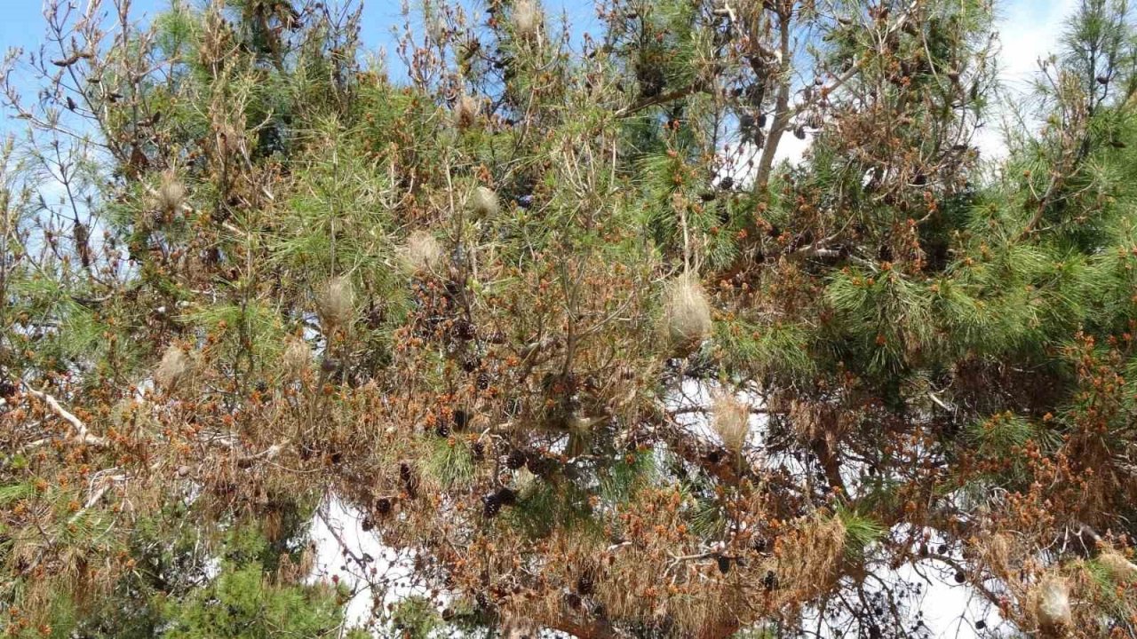 Ormanların kabusu çam kese böceğine karşı ‘Predatör’ hamlesi