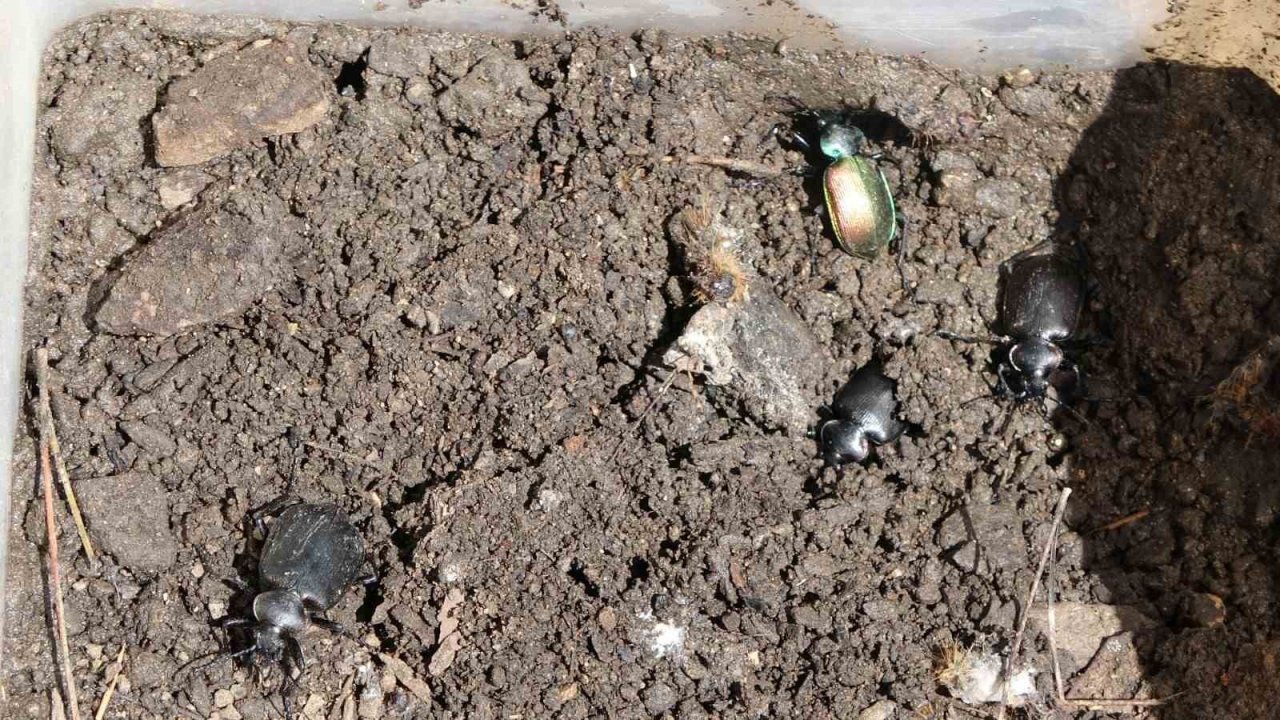 Ormanların kabusu çam kese böceğine karşı ‘Predatör’ hamlesi