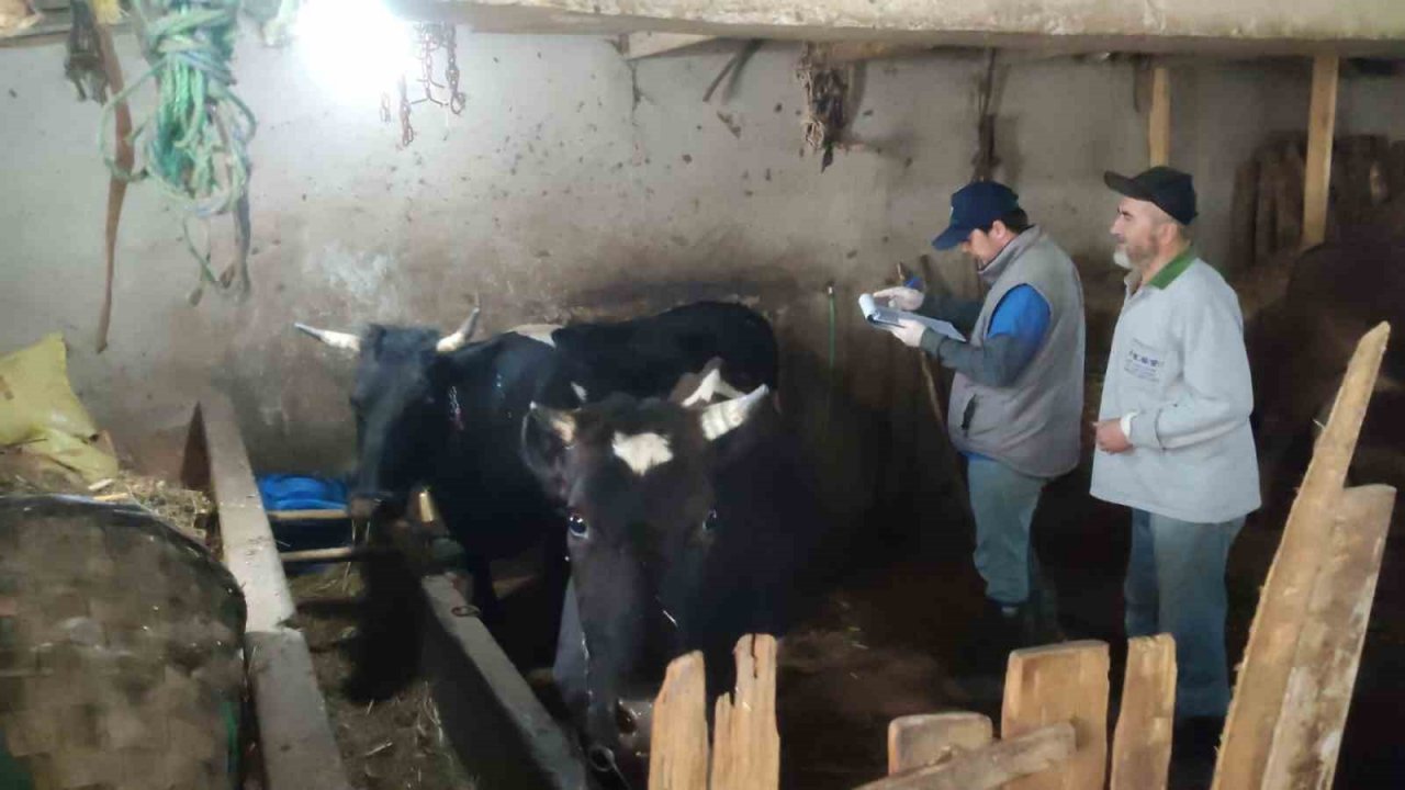 Bartın’da şap hastalığının aşılamasında sona gelindi