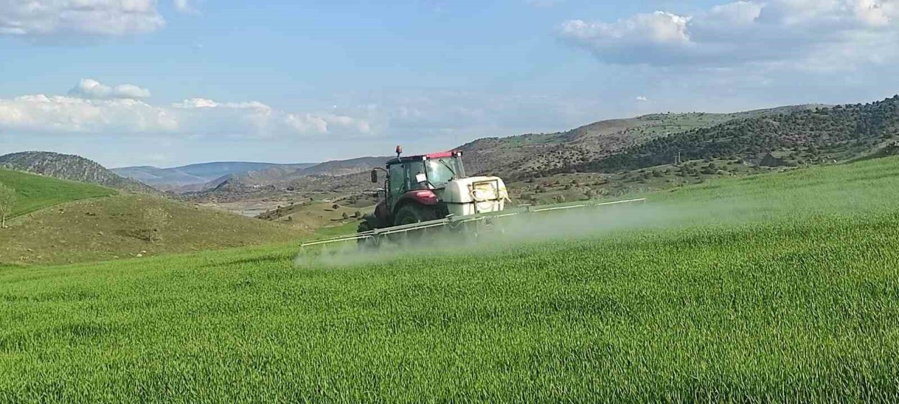 Yabani otlara karşı ekinler ilaçlanıyor