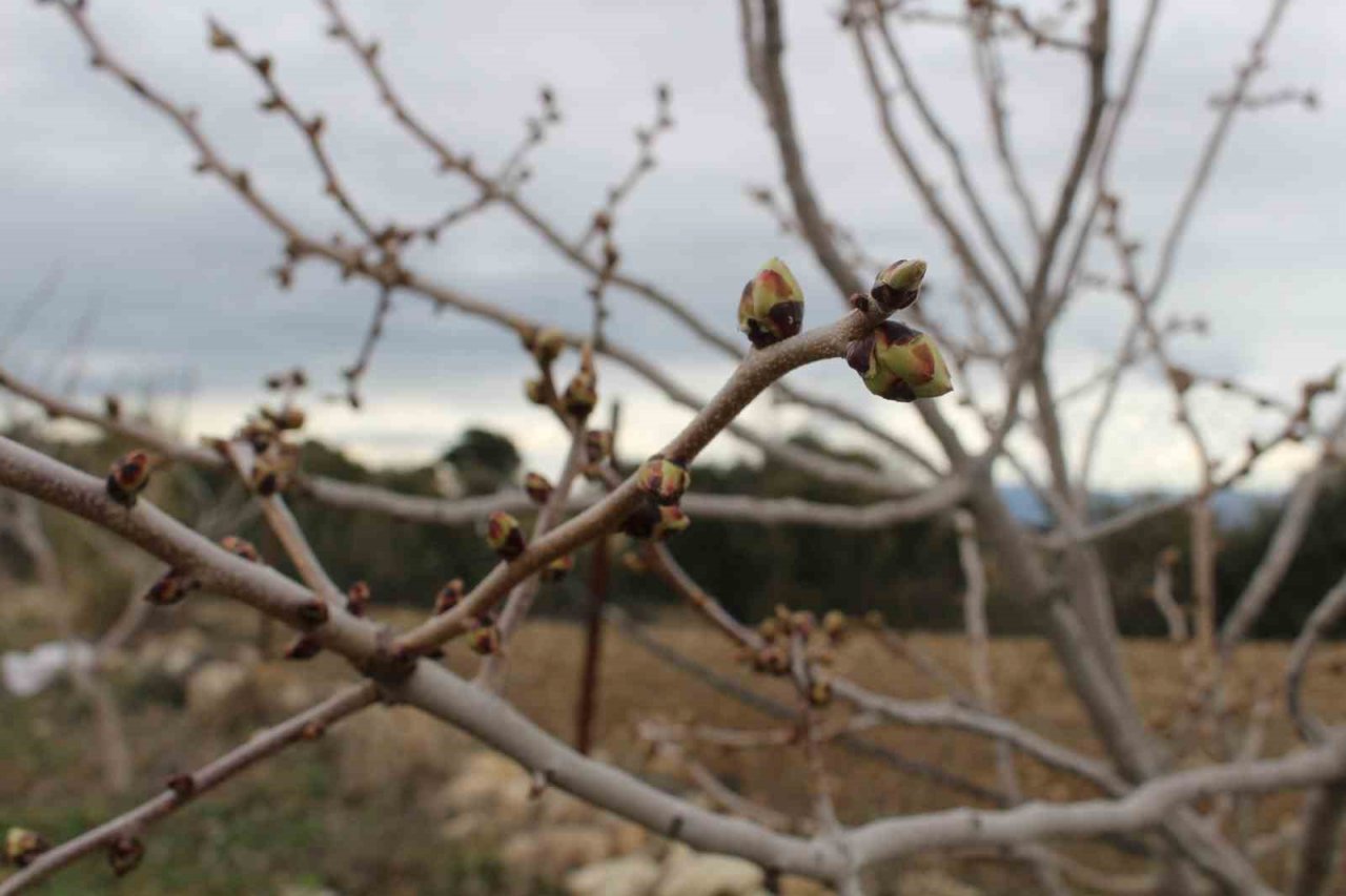 Korkutelili çiftçilere ayçiçeği tohumu dağıtıldı