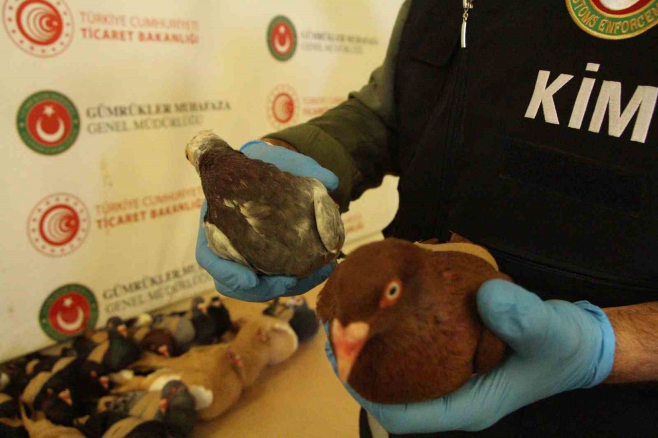 Vicdansızlar, güvercinler uçamasınlar diye kanatlarından bağlayıp ülkeye sokmak istedi