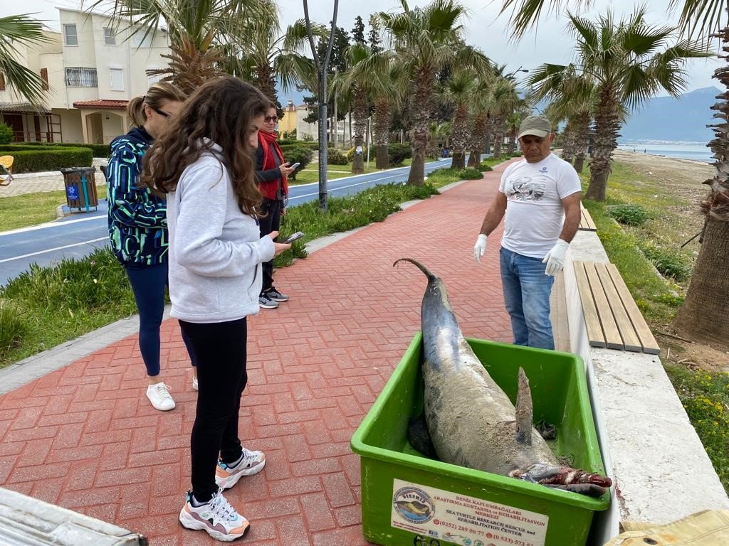 Kuşadası sahilinde bir yunus ölü olarak bulundu