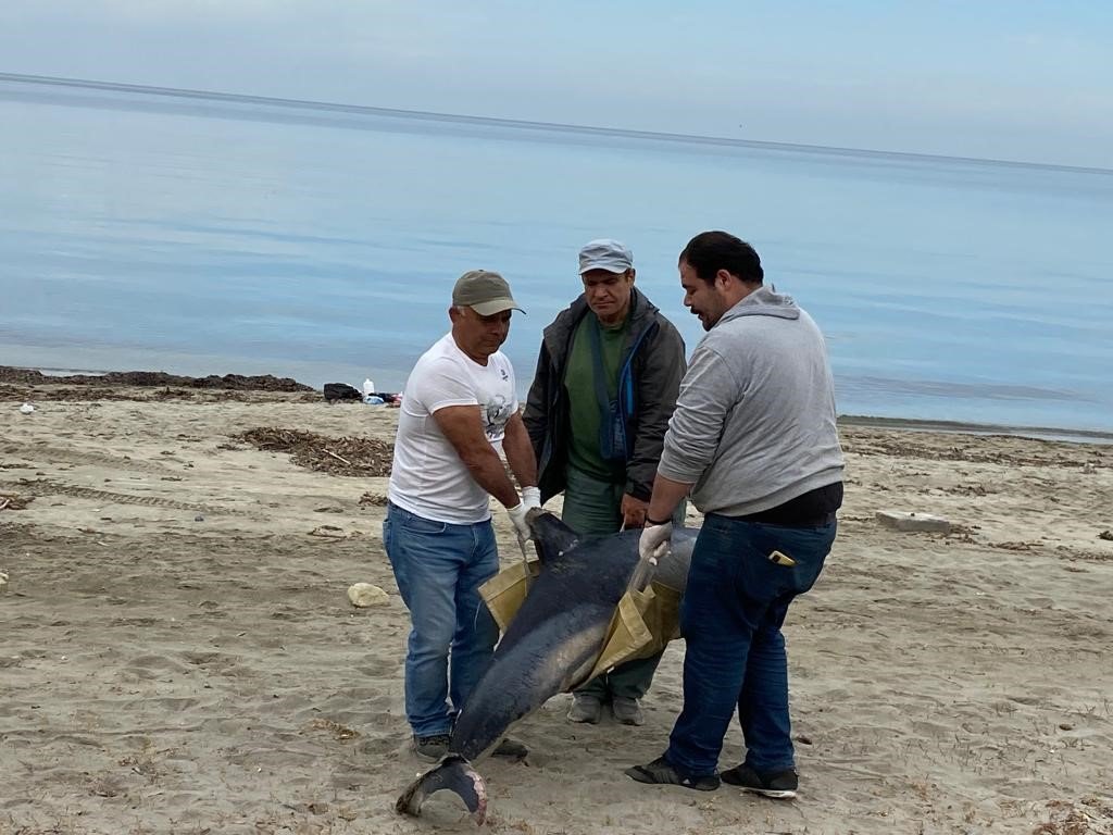 Kuşadası sahilinde bir yunus ölü olarak bulundu