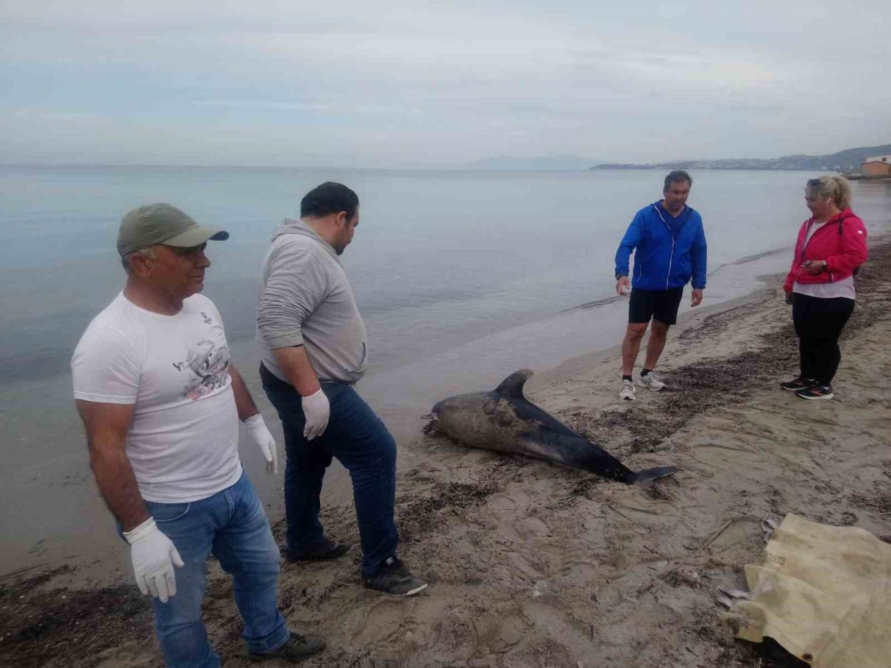 Kuşadası sahilinde bir yunus ölü olarak bulundu