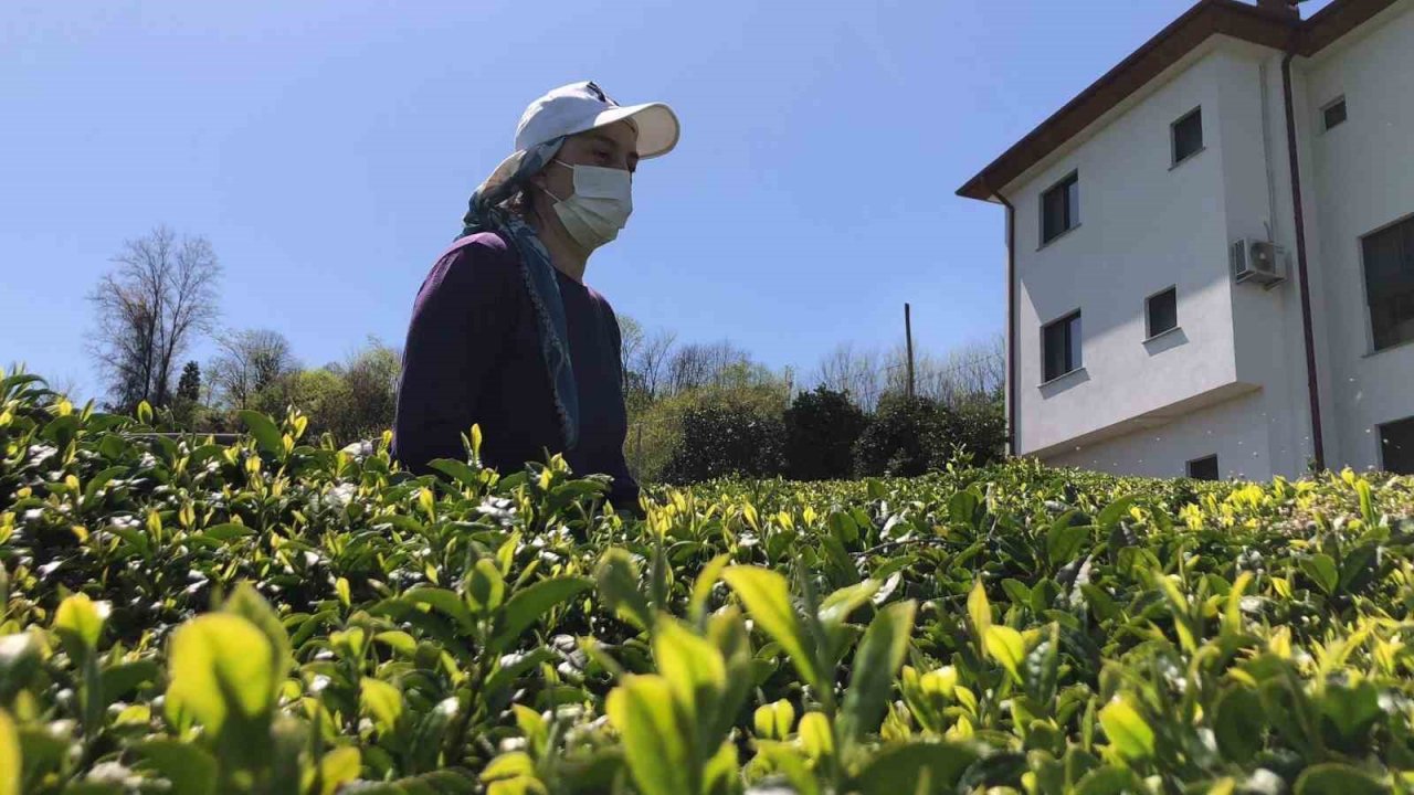 Doğu Karadeniz’de 2023 yılı yaş çay sezonu hazırlıkları başladı