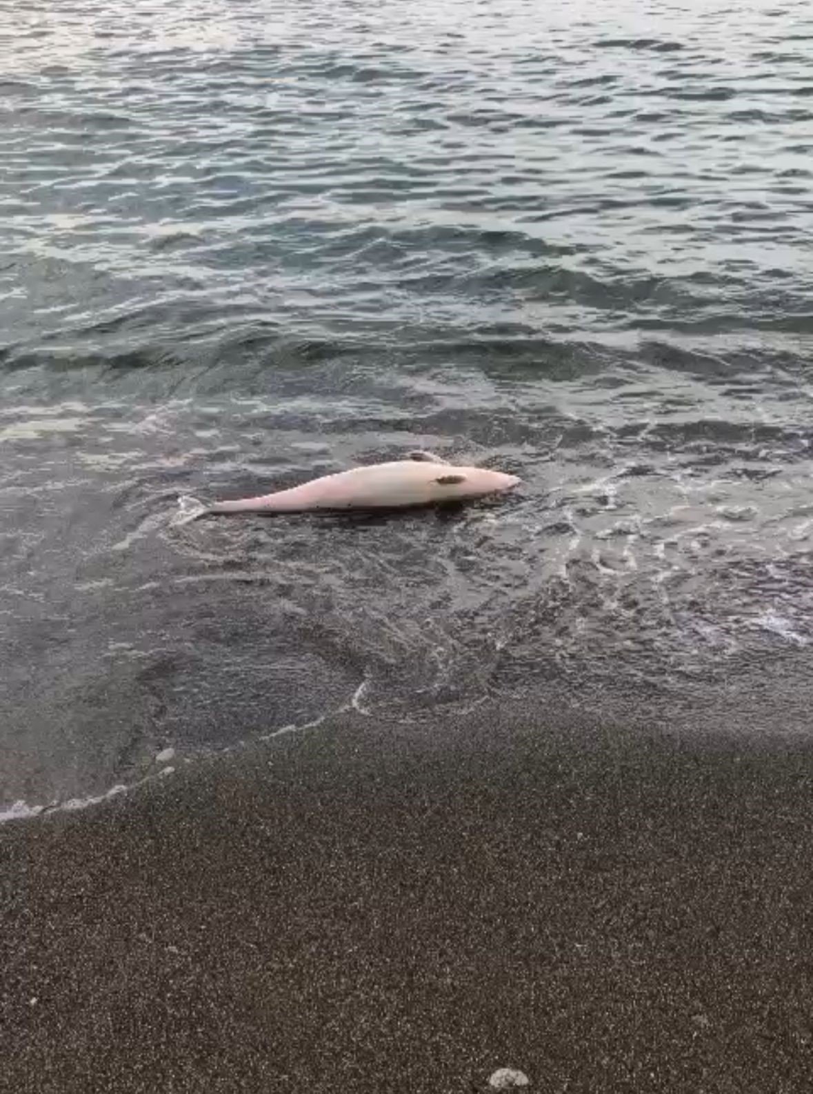 Akçakoca’da ölü yunus balığı karaya vurdu