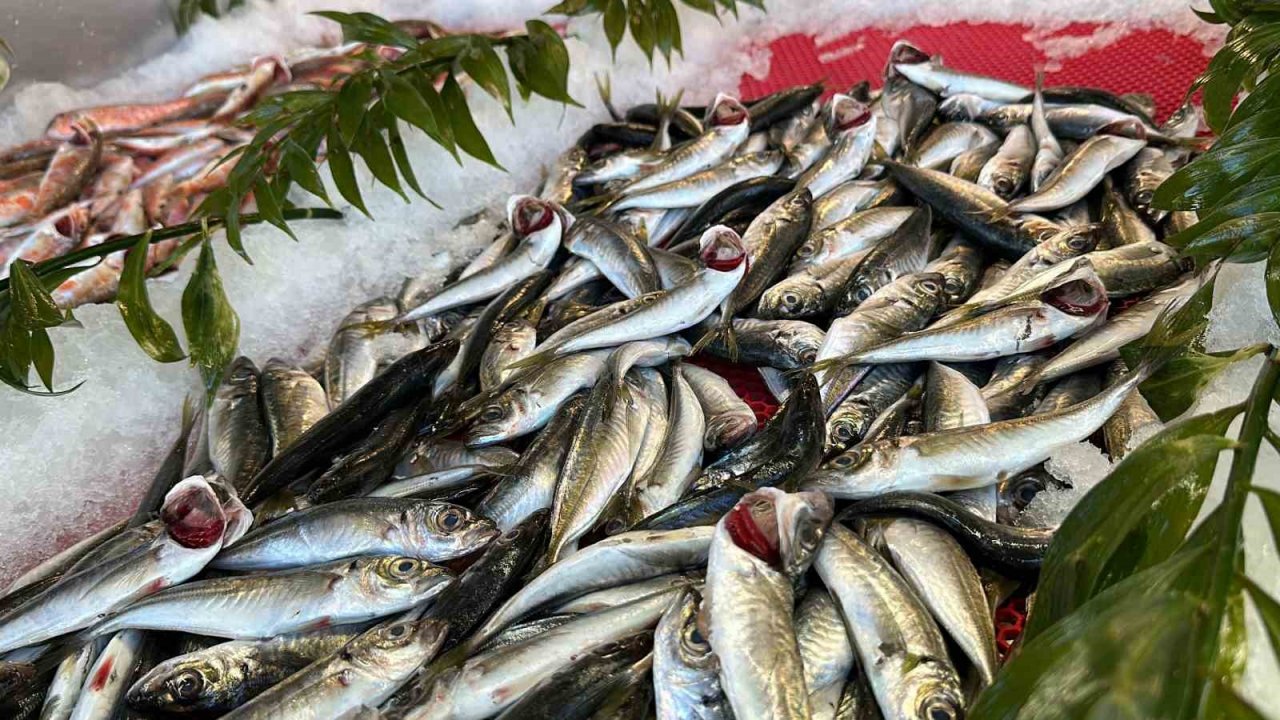 Avlanma yasağı başladı ama tezgahlardaki çeşitlilik bitmeyecek