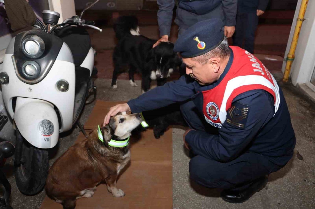 Sinop’ta sokak köpeklerine reflektörlü tasma