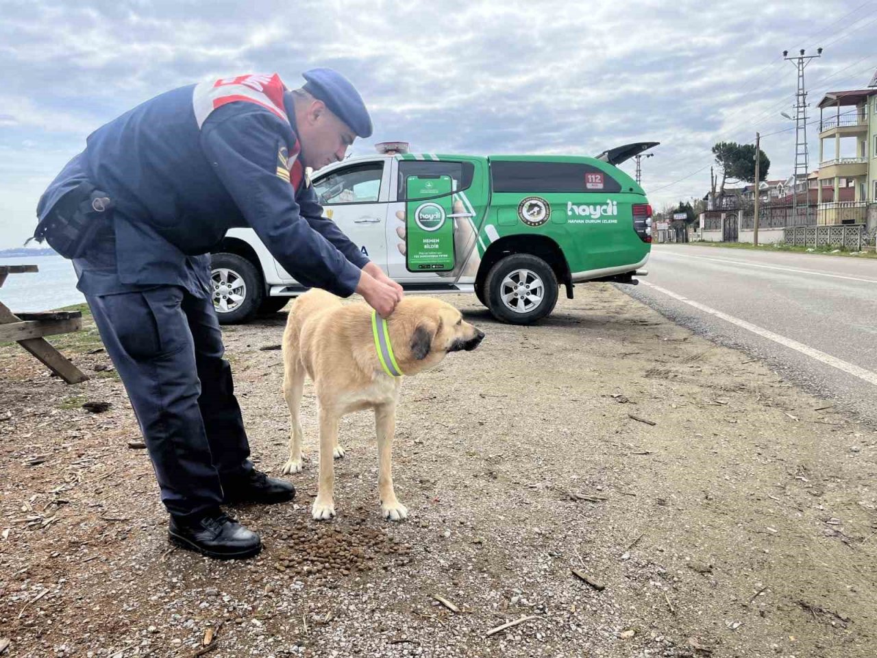 Sinop’ta sokak köpeklerine reflektörlü tasma