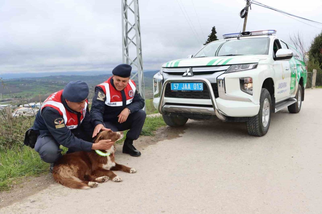 Sinop’ta sokak köpeklerine reflektörlü tasma