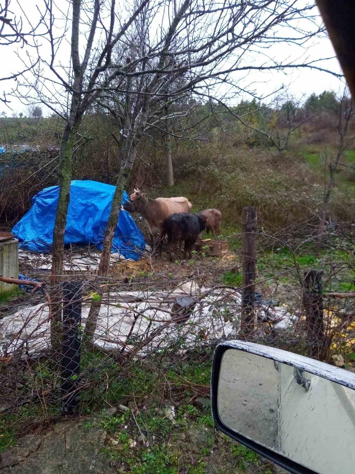 Türkeli’de 4 büyükbaş hayvan kayboldu