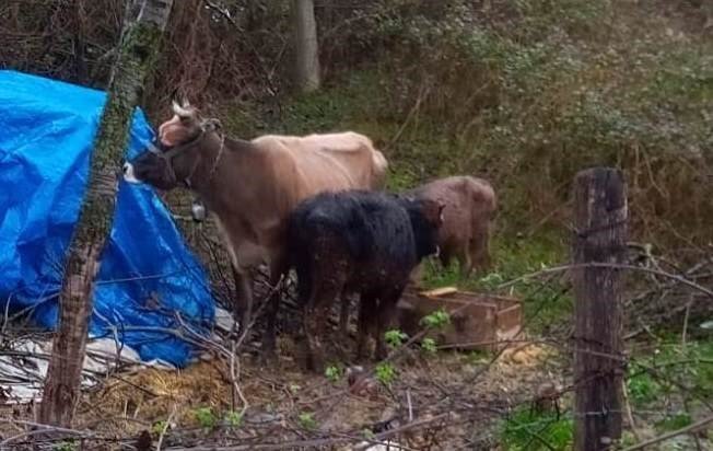 Türkeli’de 4 büyükbaş hayvan kayboldu