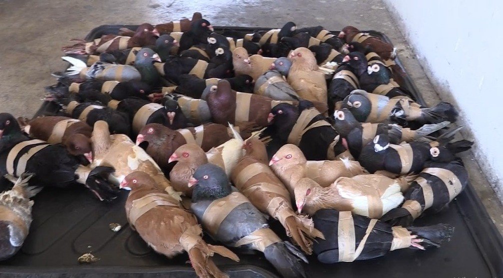 Vicdansızlar, güvercinler uçamasınlar diye kanatlarından bağlayıp ülkeye sokmak istedi
