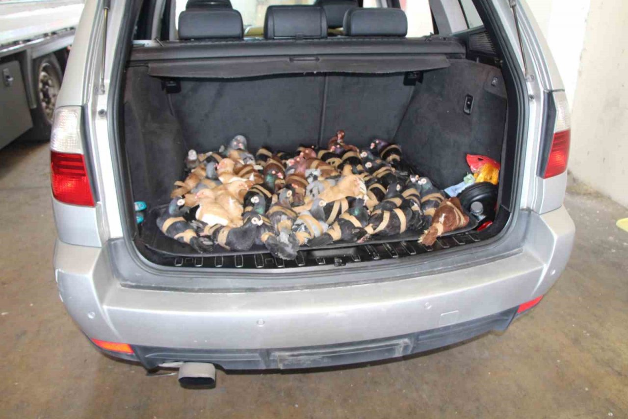 Vicdansızlar, güvercinler uçamasınlar diye kanatlarından bağlayıp ülkeye sokmak istedi