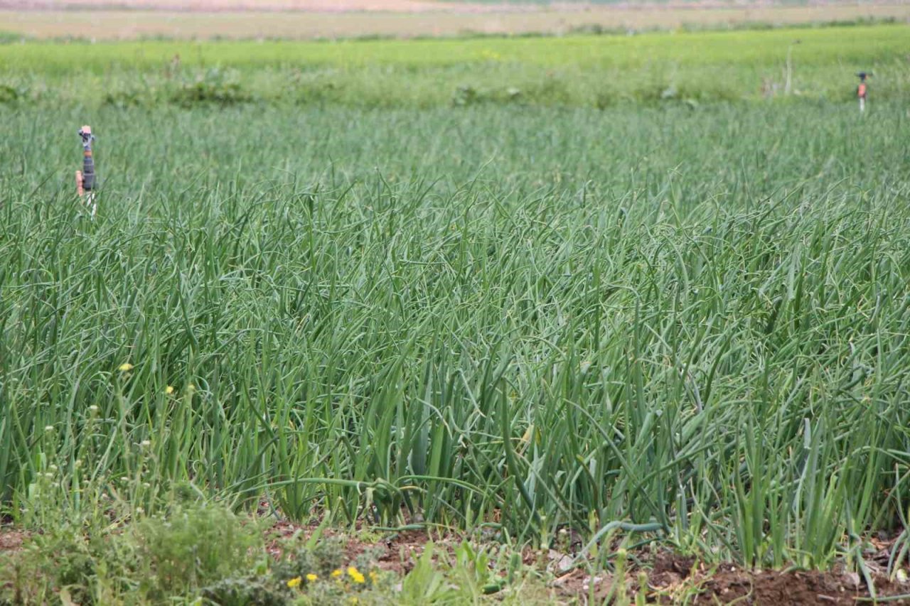 Amasya’da soğan ekimi üç kat arttı, hasat Mayıs sonunda