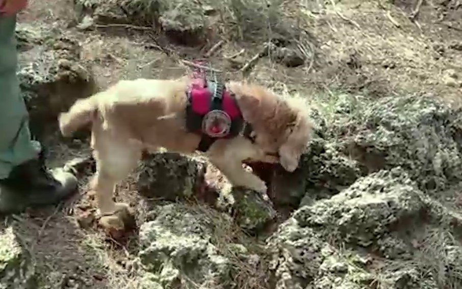 Dedektör köpek Çaki, ormanda 4 kilo 420 gram uyuşturucu buldu