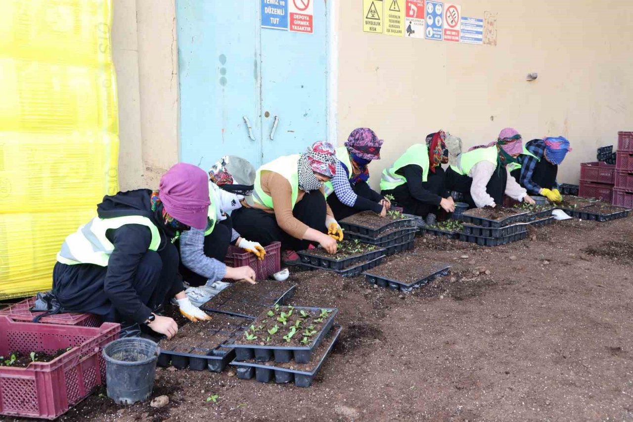 Diyarbakır’da 2 milyon yazlık çiçeğin üretimi başladı