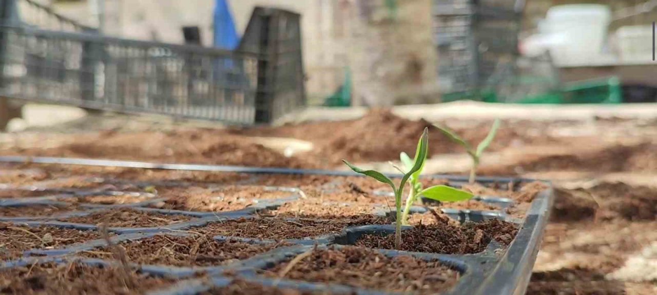 Bahçesinde 300 bin doğal fide üretip Türkiye’nin her yerine gönderiyor